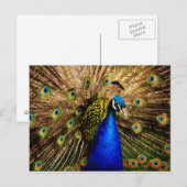 Carte postale Peacock (Devant / Derrière)