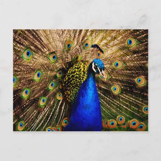 Carte postale Peacock (Devant)