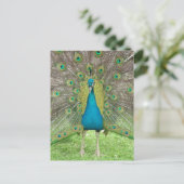 Carte Postale Peacock art vo1 (Debout devant)