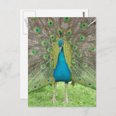Carte Postale Peacock art vo1 (Devant / Derrière)