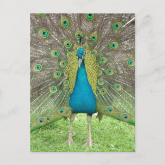 Carte Postale Peacock art vo1