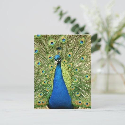 Carte Postale Peacock avec de belles plumes Photo (Debout devant)