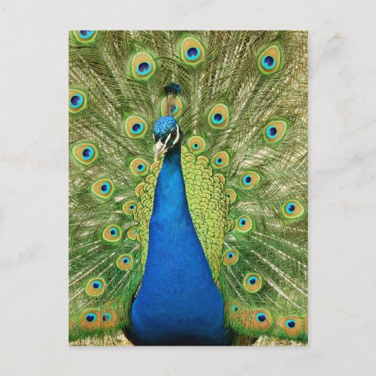Carte Postale Peacock avec de belles plumes Photo (Devant)