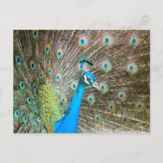 Carte Postale Peacock avec plumes fanées - Bird Wildlife Photo