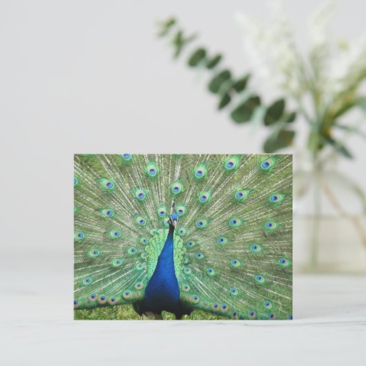 Carte postale - Peacock avec queue foulée (Debout devant)
