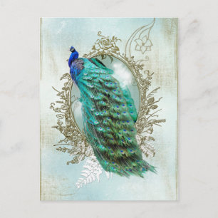 Carte Postale peacock beautiful turquoise vintage shabby bird