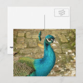 Carte Postale Peacock Belle photographie nature (Devant / Derrière)