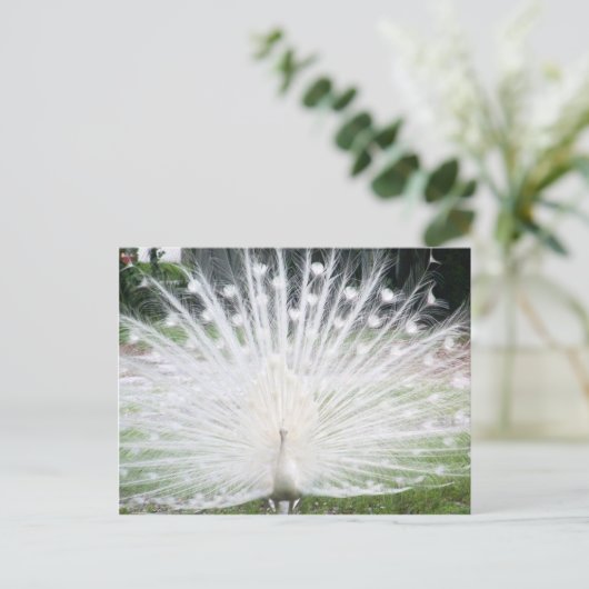 Carte Postale Peacock blanc (Debout devant)