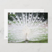 Carte Postale Peacock blanc (Devant / Derrière)