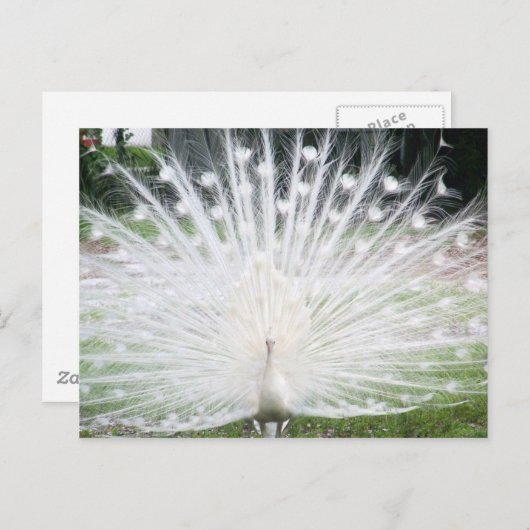 Carte Postale Peacock blanc (Devant / Derrière)