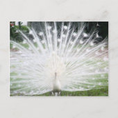 Carte Postale Peacock blanc (Devant)