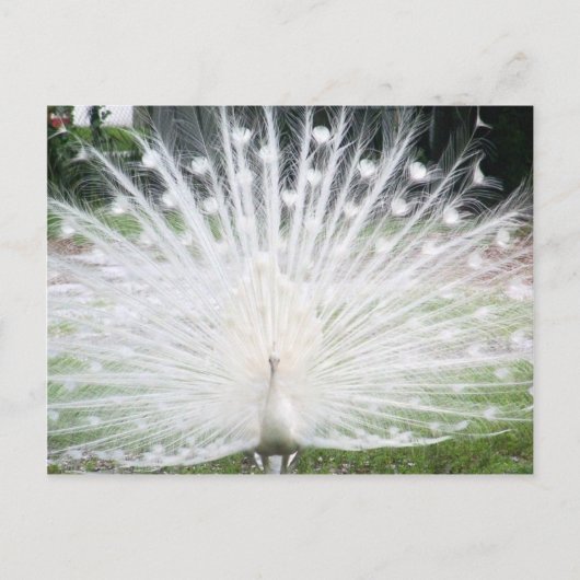 Carte Postale Peacock blanc (Devant)