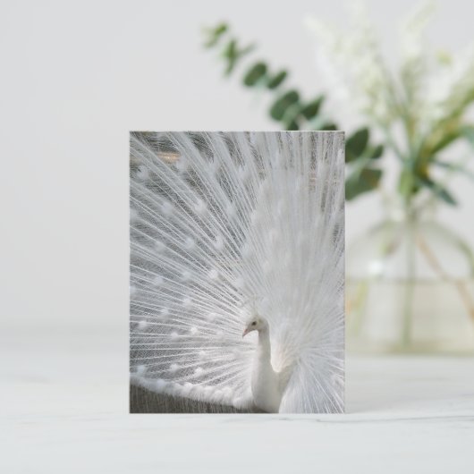 Carte postale Peacock blanc (Debout devant)