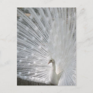 Carte postale Peacock blanc