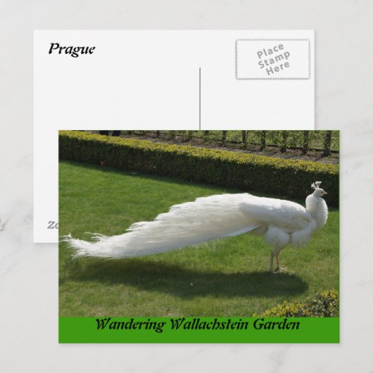 Carte Postale Peacock blanc (Devant / Derrière)