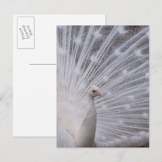Carte Postale Peacock blanc (Devant / Derrière)