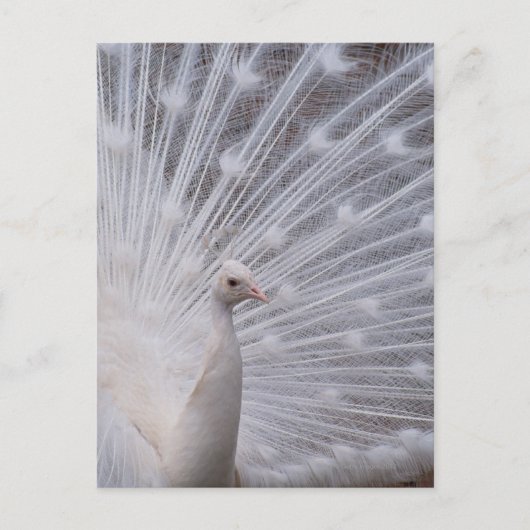 Carte Postale Peacock blanc (Devant)