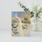 Carte Postale Peacock blanc (Debout devant)