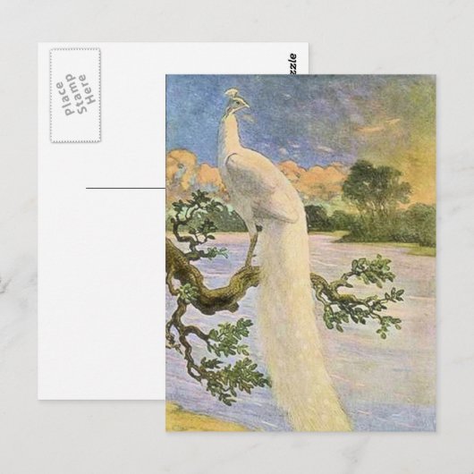 Carte Postale Peacock blanc (Devant / Derrière)
