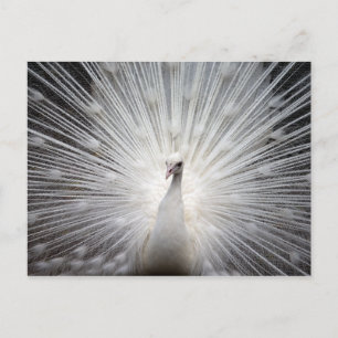 Carte Postale Peacock blanc avec plumes fanées