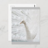 Carte Postale Peacock blanc belles plumes (Devant / Derrière)