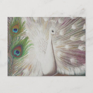 Carte Postale Peacock blanc et Peacock vert Pièce d'art Imprimer