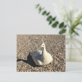 Carte Postale Peacock Blanc, Idaho (Debout devant)