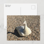 Carte Postale Peacock Blanc, Idaho (Devant / Derrière)