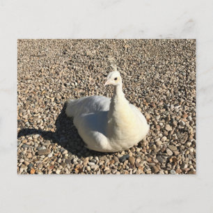 Carte Postale Peacock Blanc, Idaho
