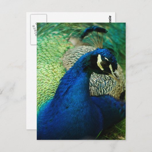 Carte postale Peacock bleu (Devant / Derrière)