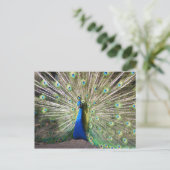 Carte Postale Peacock bleu (Debout devant)