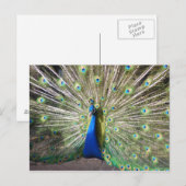 Carte Postale Peacock bleu (Devant / Derrière)
