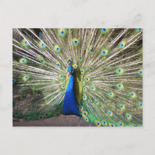 Carte Postale Peacock bleu