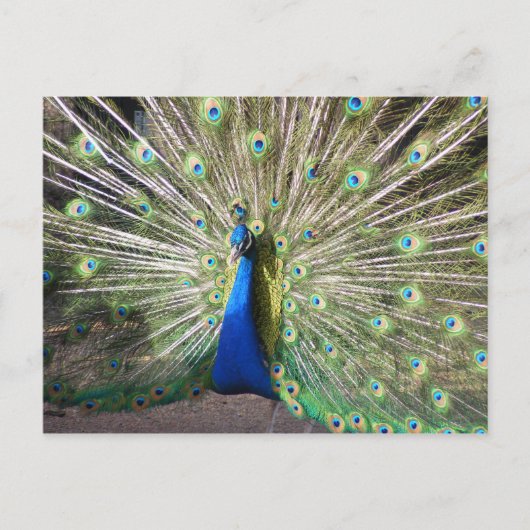 Carte Postale Peacock bleu (Devant)