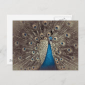 Carte Postale Peacock bleu antique (Devant / Derrière)