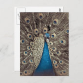Carte Postale Peacock bleu antique (Devant / Derrière)