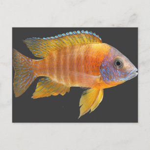 Carte Postale Peacock Cichlid