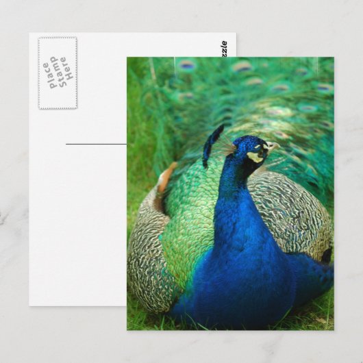 Carte postale Peacock colorée (Devant / Derrière)