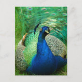 Carte postale Peacock colorée (Devant)