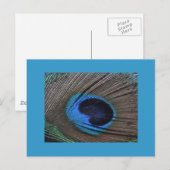Carte postale Peacock Feather (Devant / Derrière)