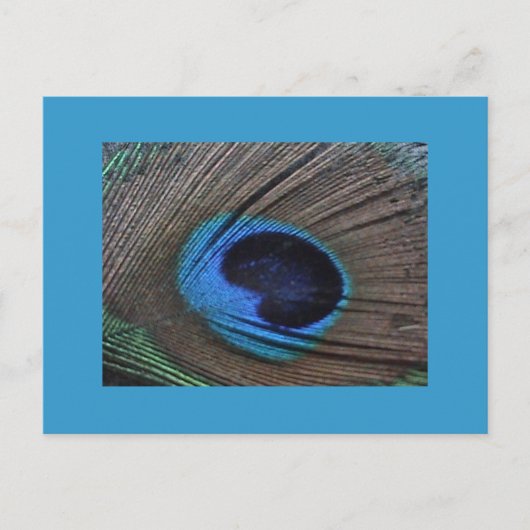 Carte postale Peacock Feather (Devant)