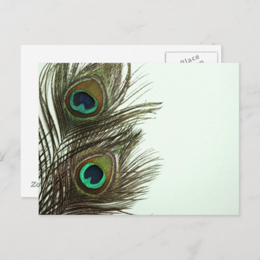 Carte postale Peacock Feather (Devant / Derrière)