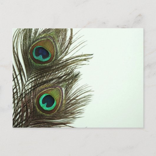 Carte postale Peacock Feather (Devant)