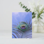 Carte Postale Peacock Feather 2 photo (Debout devant)
