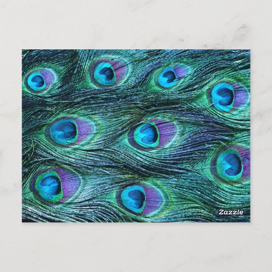 Carte Postale Peacock Feather Drama - Numéro de siège de table (Dos)