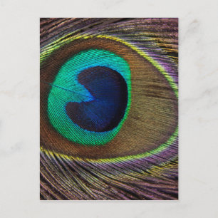 Carte Postale Peacock Feather On Right Side Close