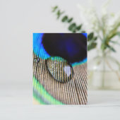 Carte Postale Peacock feather with water droplets (Debout devant)