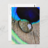 Carte Postale Peacock feather with water droplets (Devant / Derrière)