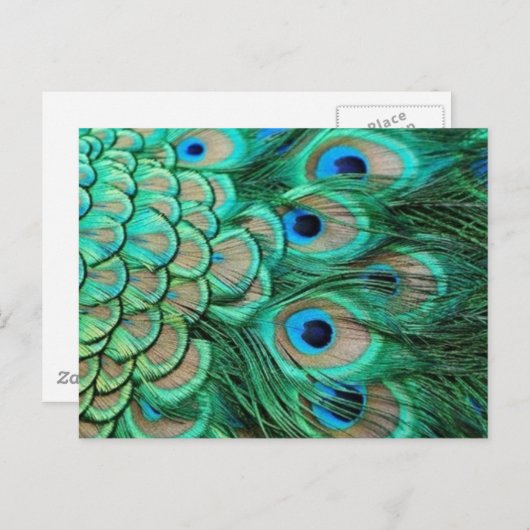 CARTE POSTALE PEACOCK FEATHERS (Devant / Derrière)