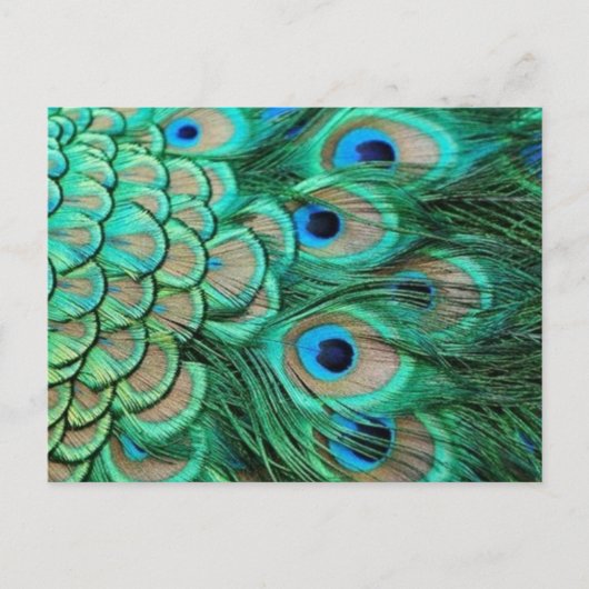 CARTE POSTALE PEACOCK FEATHERS (Devant)